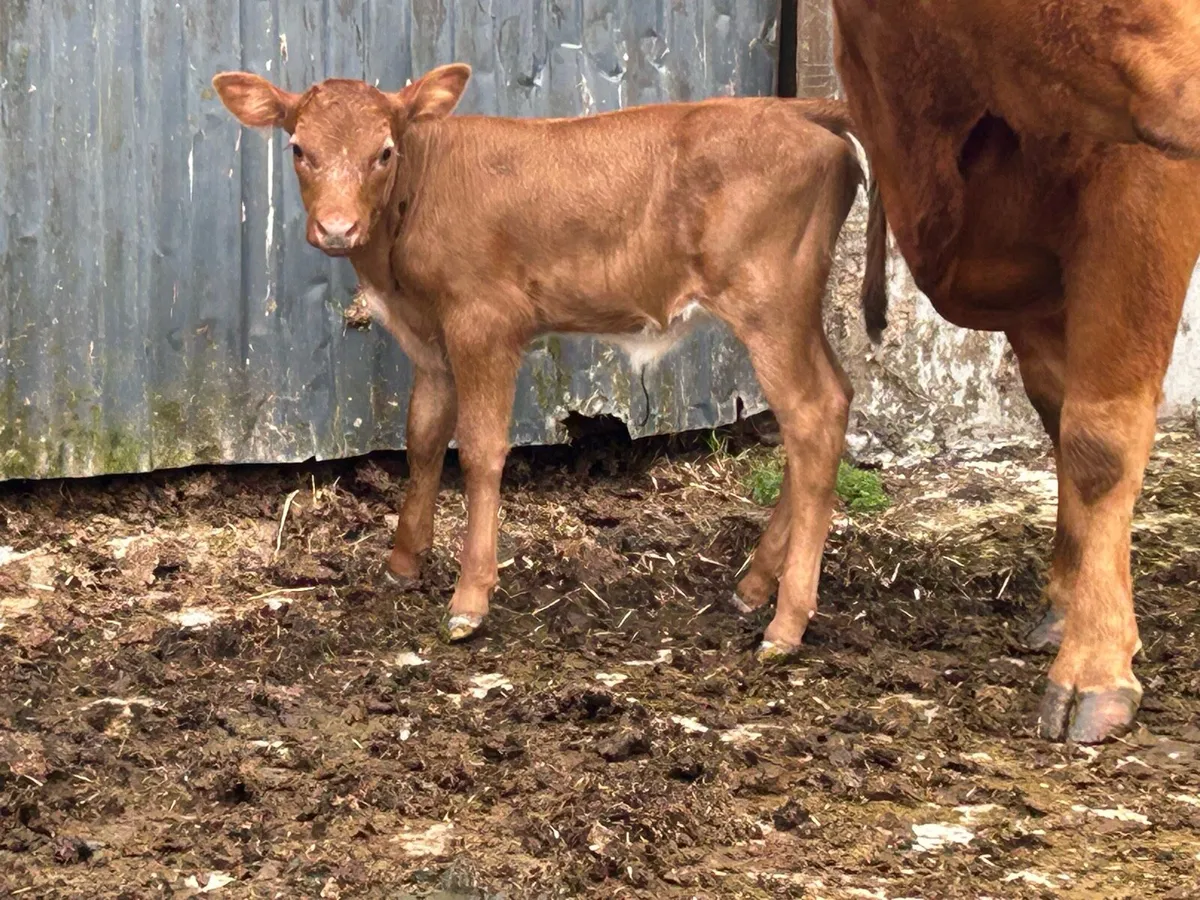 First calved heifer and heifer calf - Image 4