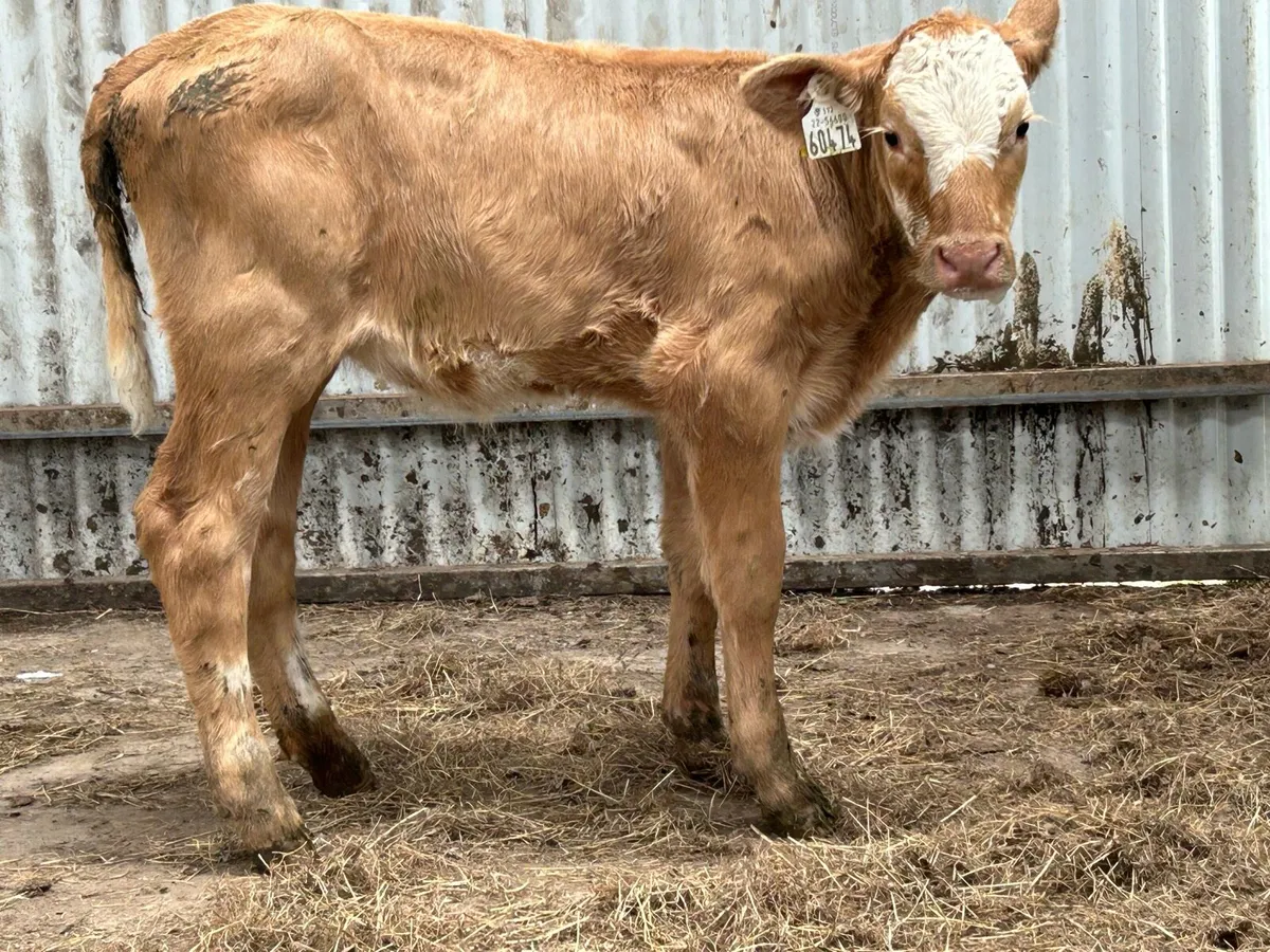Super Homebreed reared heifer calf - Image 1