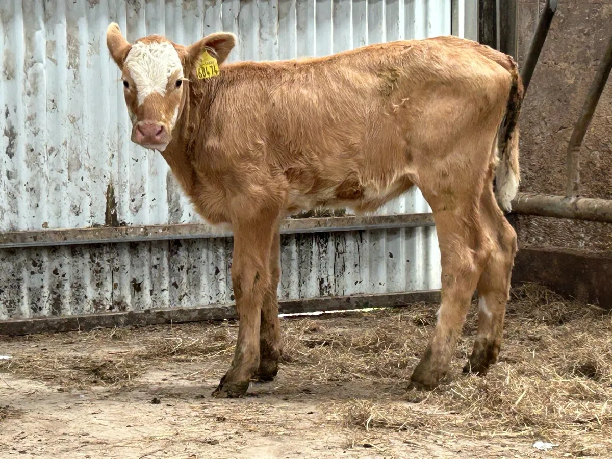 Super Homebreed reared heifer calf - Image 2