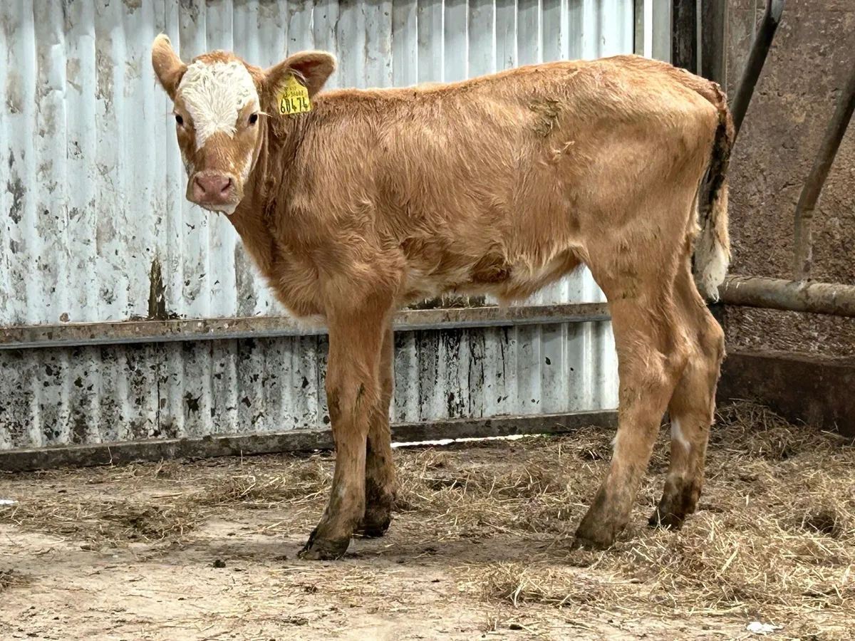 Super Homebreed reared heifer calf - Image 3