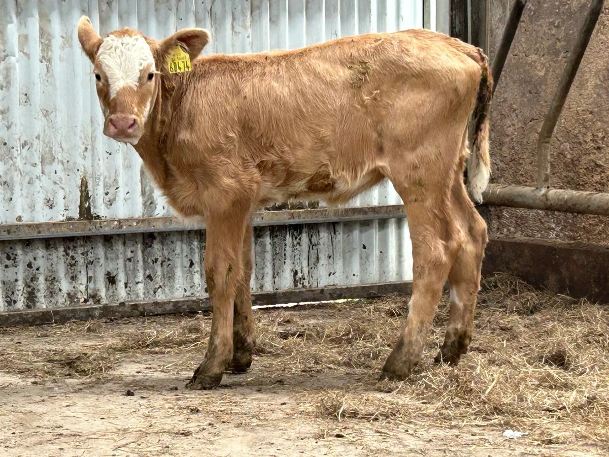 Super Homebreed reared heifer calf - Image 4