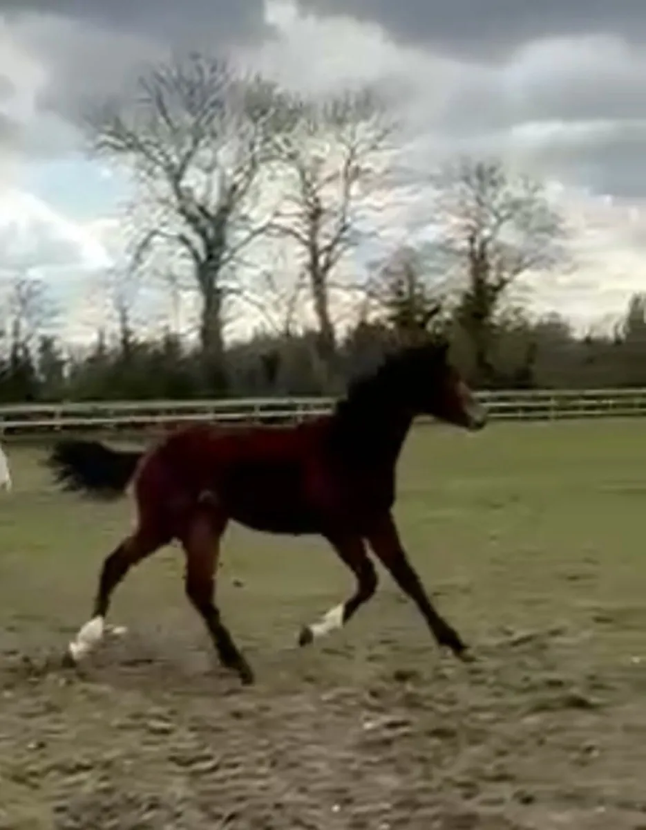 Stunning yearling filly by Tyson - Image 3