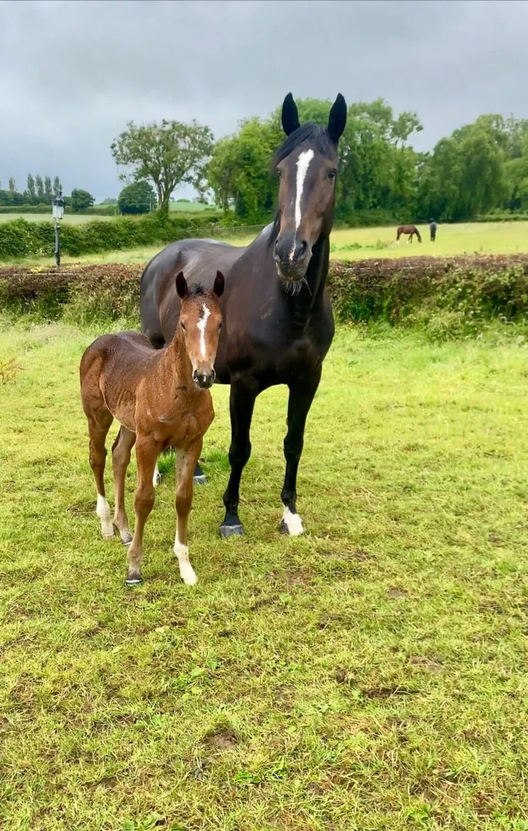 Stunning yearling filly by Tyson - Image 4