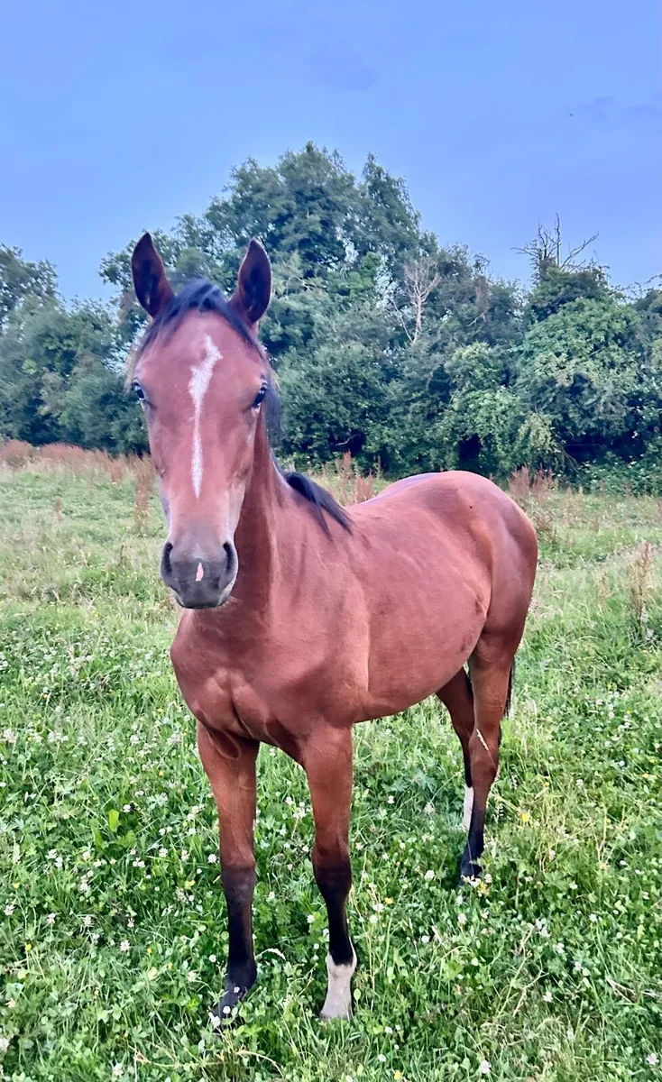 Stunning yearling filly by Tyson - Image 1