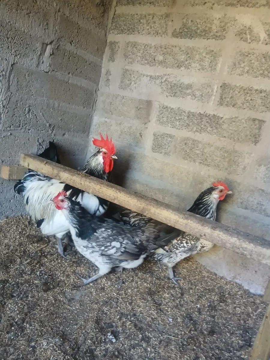Hens - Image 1