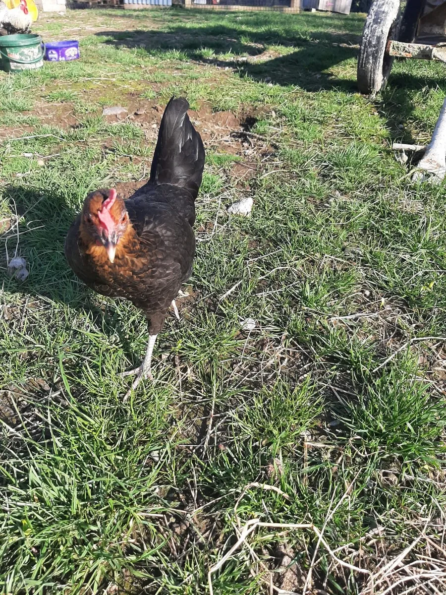 Hens - Image 2
