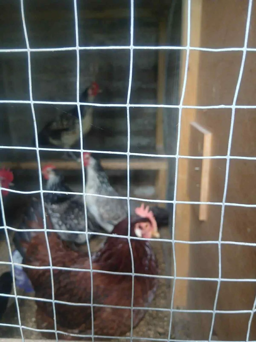 Hens - Image 3