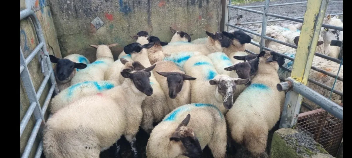 Suffolk ewe lambs