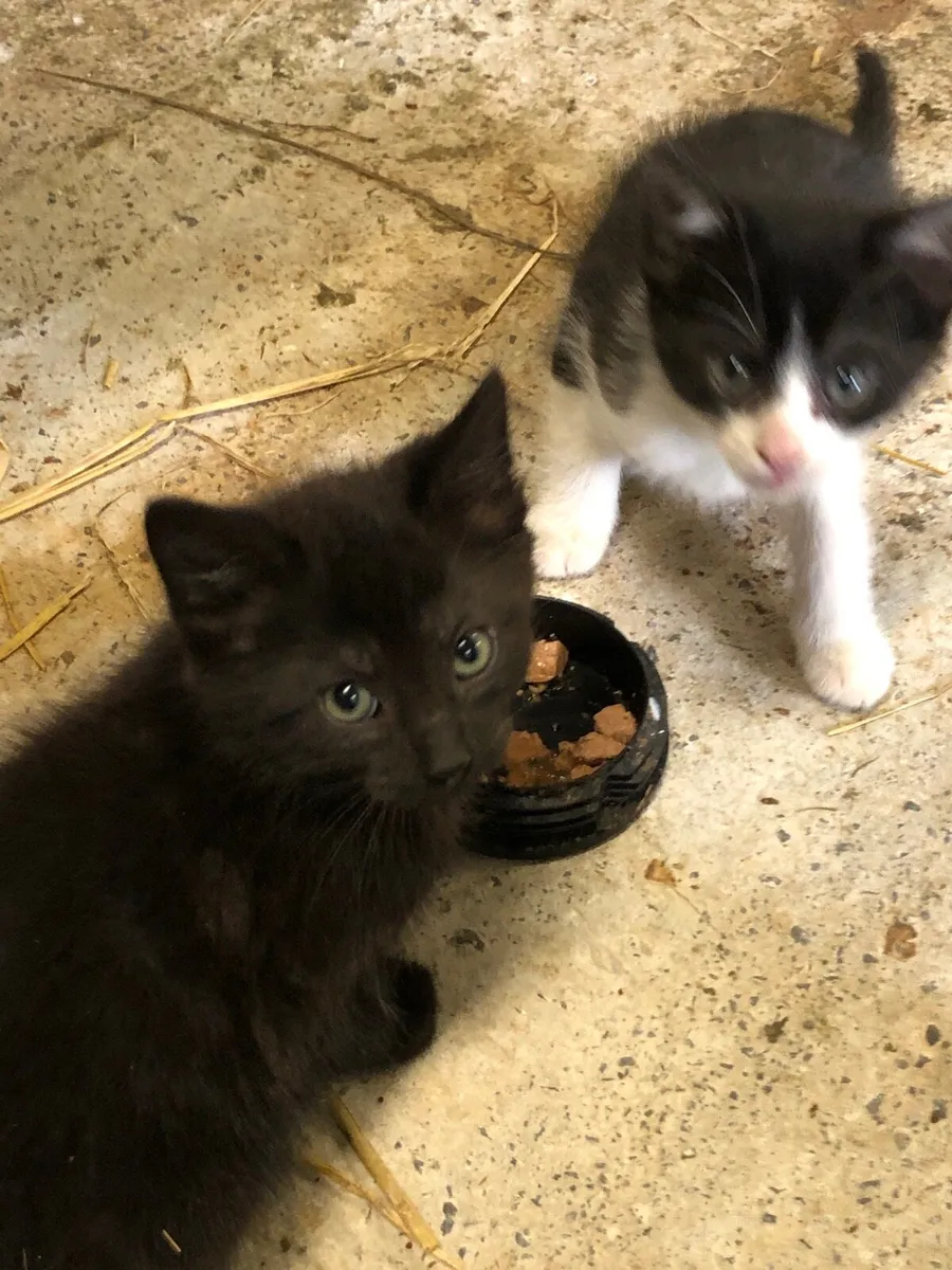 8 Kittens - Image 2