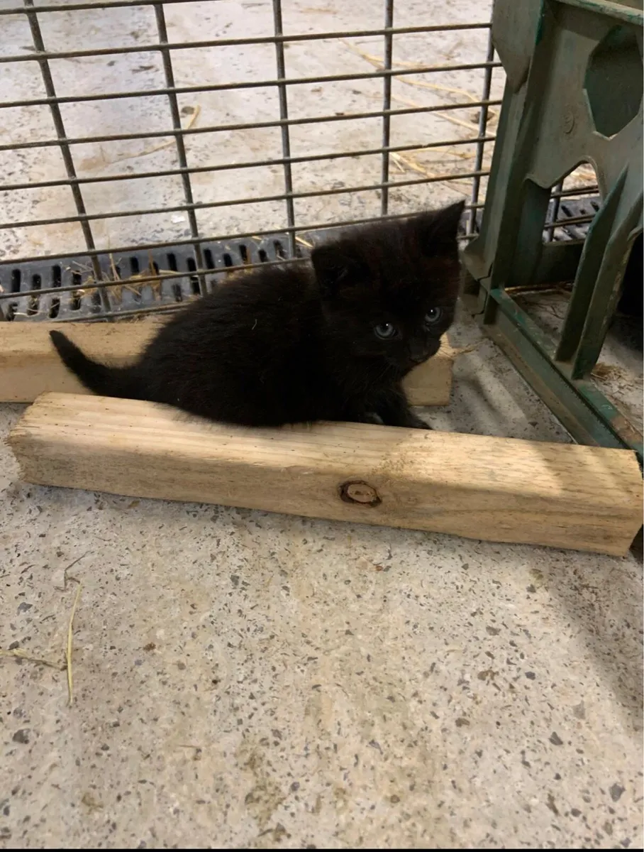 8 Kittens - Image 3
