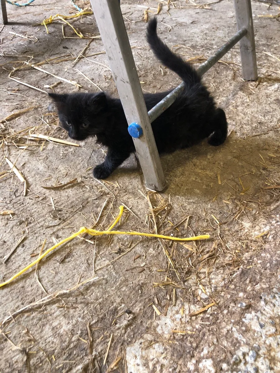 8 Kittens - Image 4