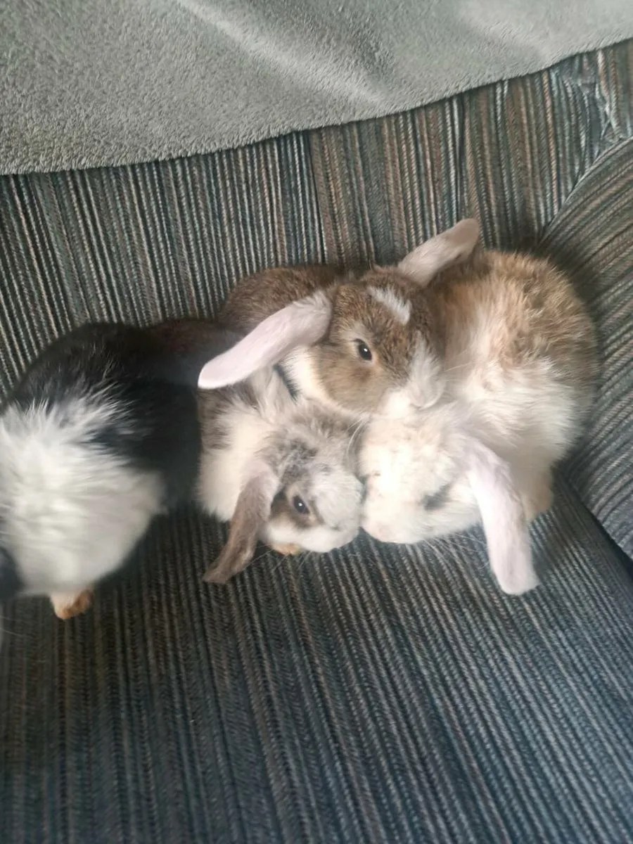 Rabbits - Image 1