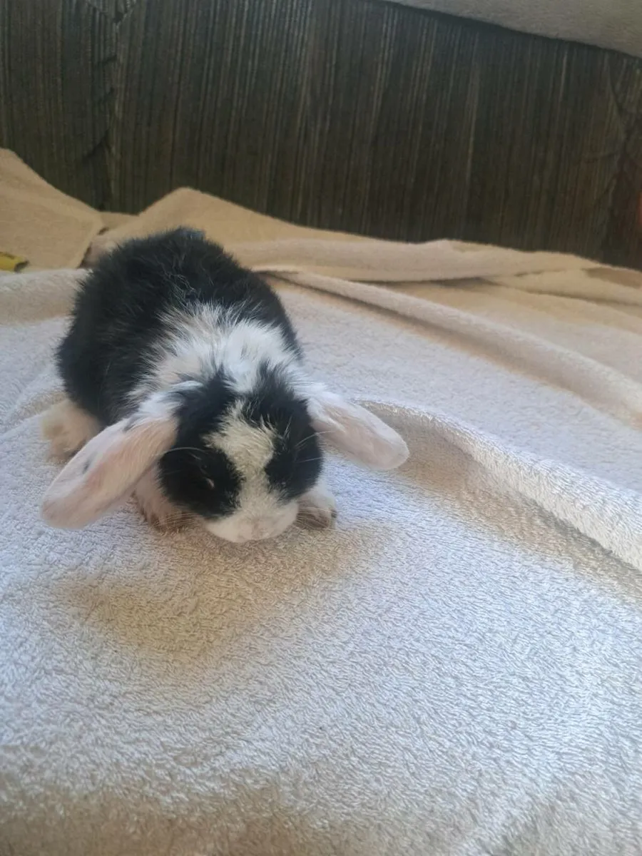 Rabbits - Image 2