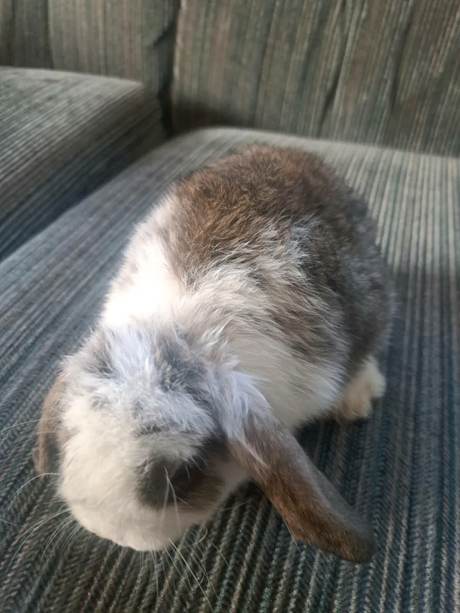 Rabbits - Image 3