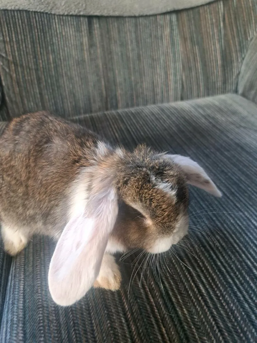 Rabbits - Image 4