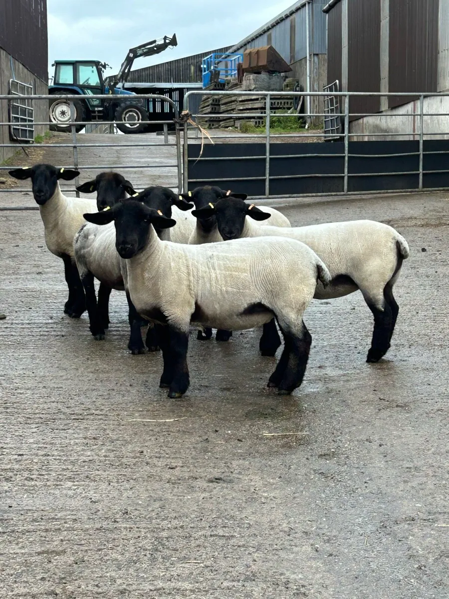 Pedigree Suffolk ewes - Image 1