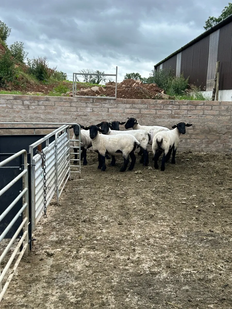Pedigree Suffolk ewes - Image 2
