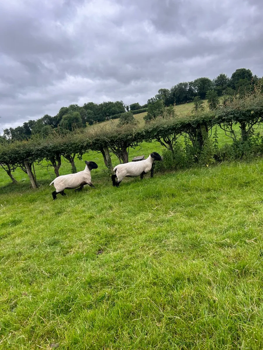 Pedigree Suffolk ewes - Image 3
