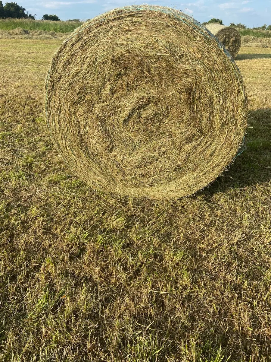 Hay - Image 2