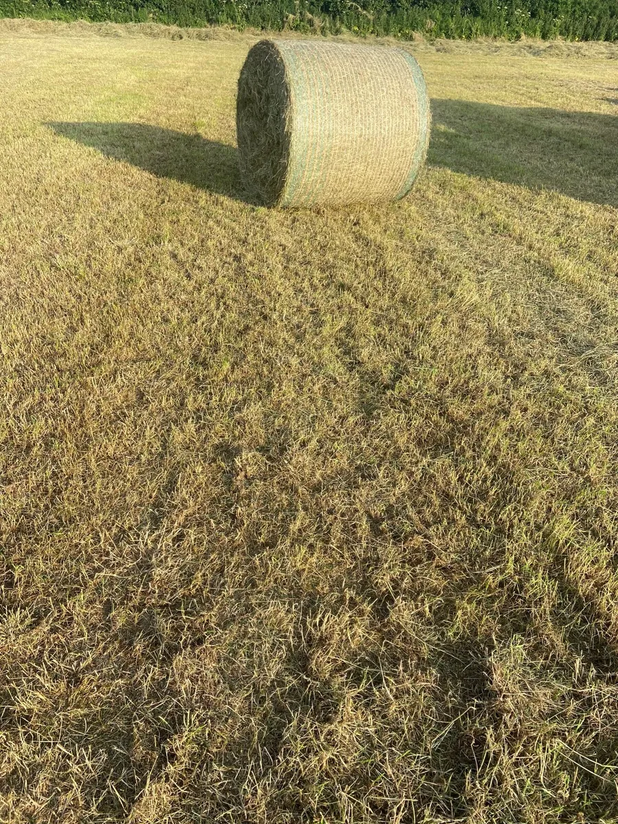 Hay - Image 3