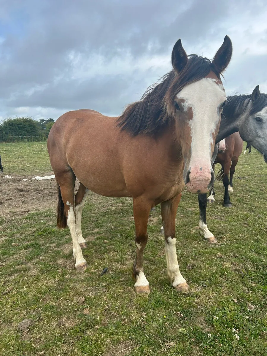 3yr old filly - Image 1