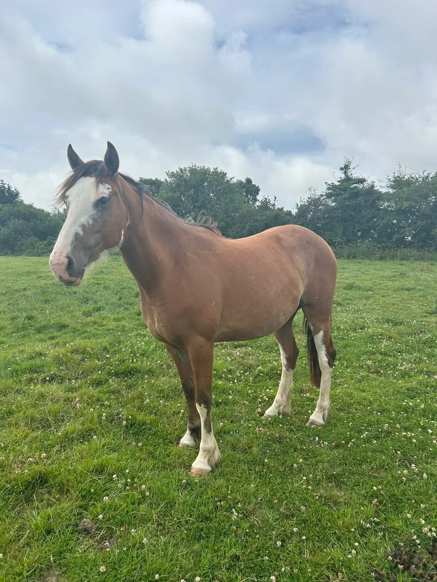 3yr old filly - Image 2