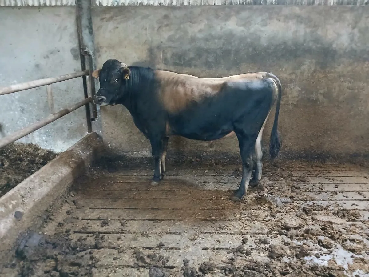 Teaser bull - Image 1