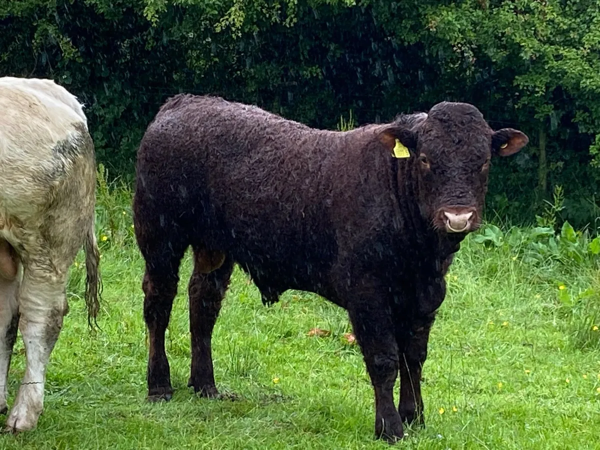 PB Saler Bull - Image 1