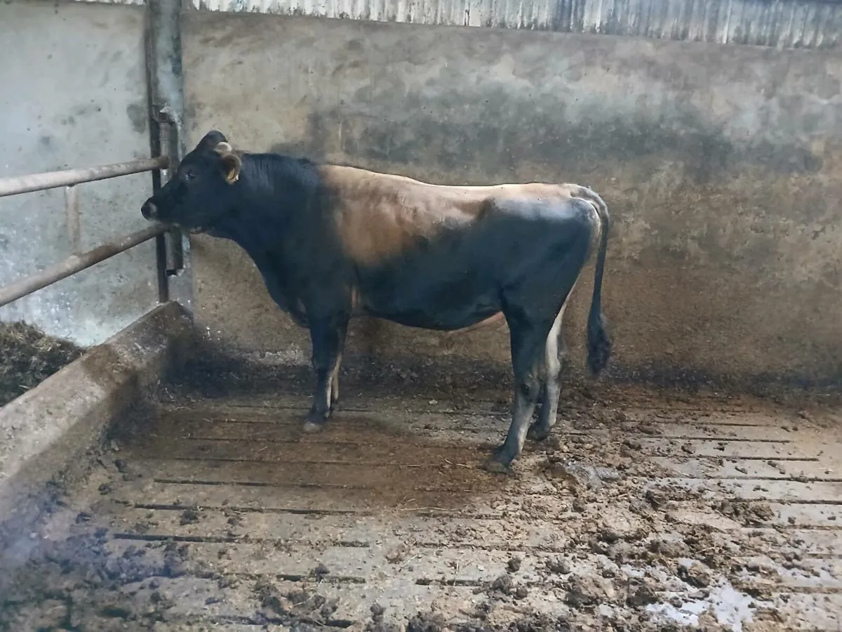 Teaser bull - Image 3