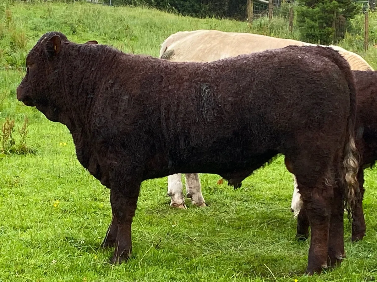 PB Saler Bull - Image 2