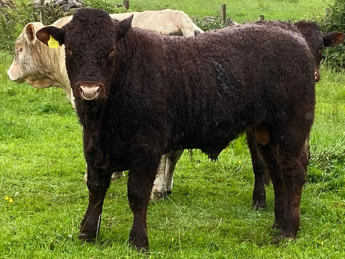 PB Saler Bull - Image 3