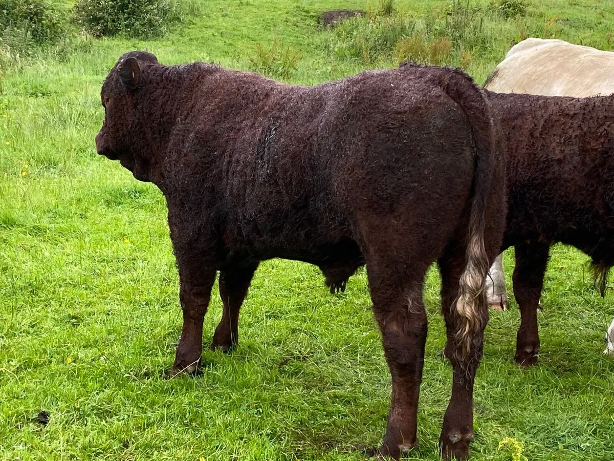 PB Saler Bull - Image 4