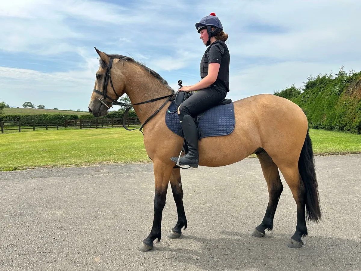 Two Quality Three Year Old Sport Horses - Image 1