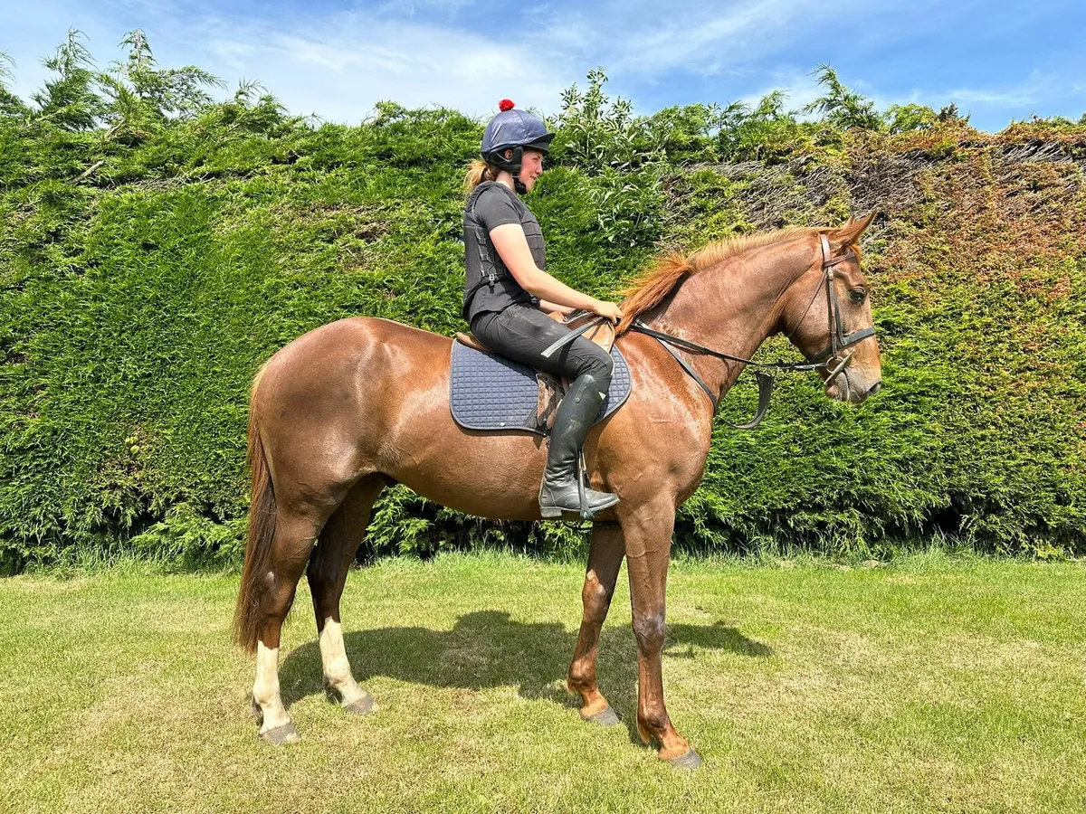 Two Quality Three Year Old Sport Horses - Image 2