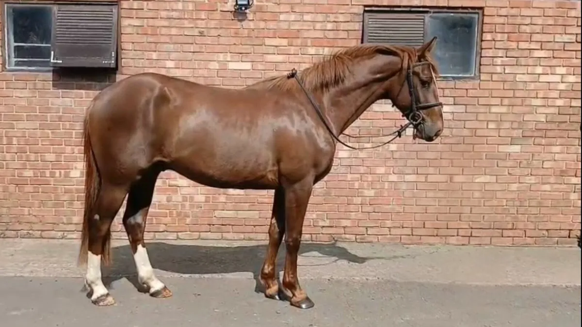 Two Quality Three Year Old Sport Horses - Image 4