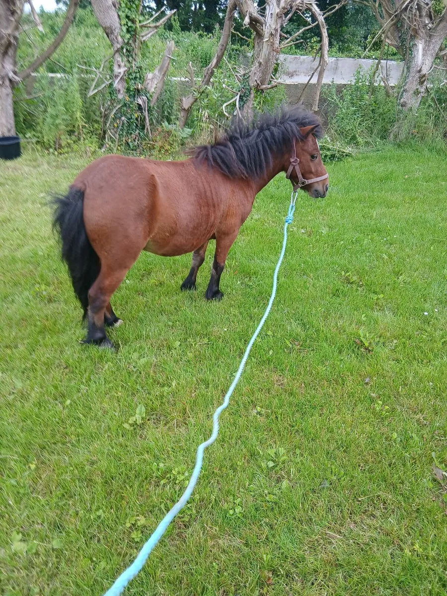 Children's lead rein gelding.....10hh - Image 1