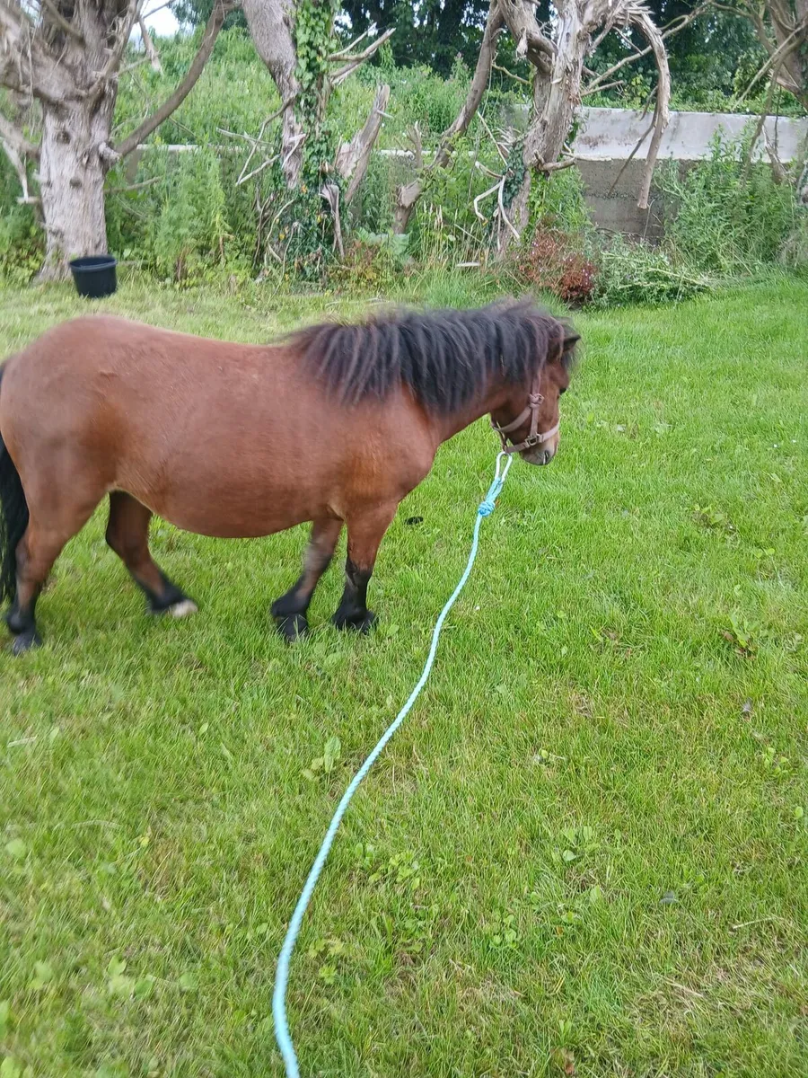 Children's lead rein gelding.....10hh - Image 2