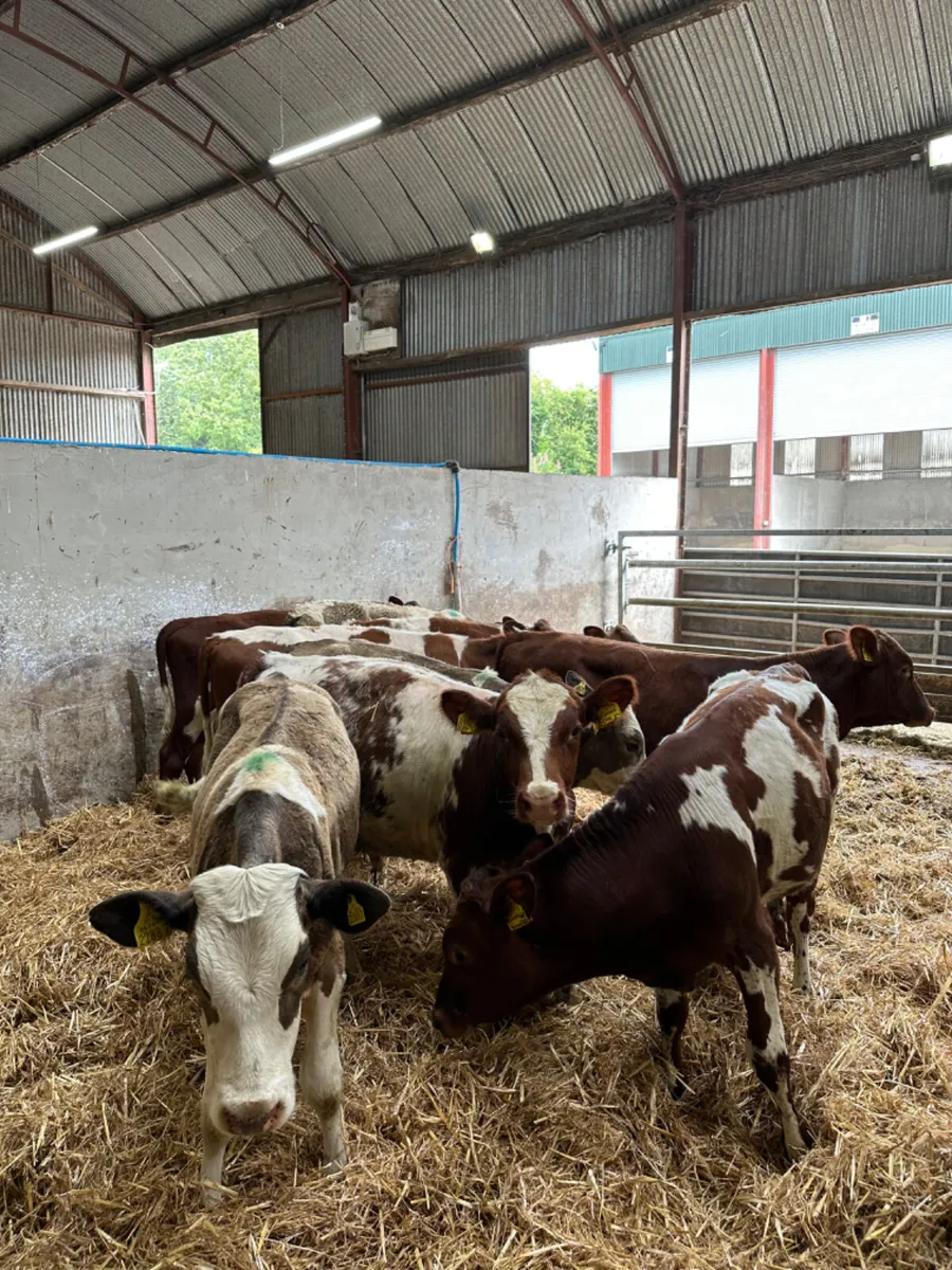 Bulls - Image 1