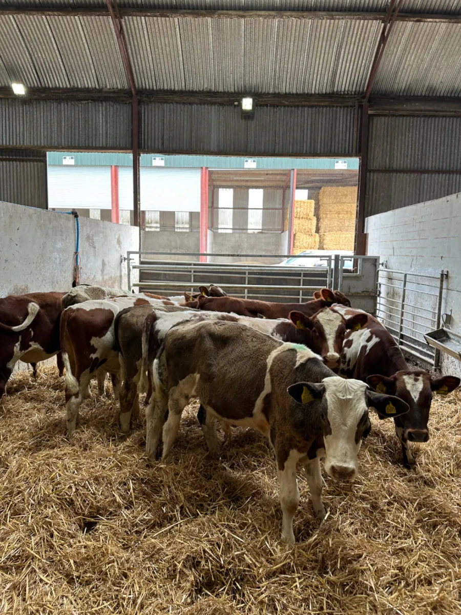 Bulls - Image 4