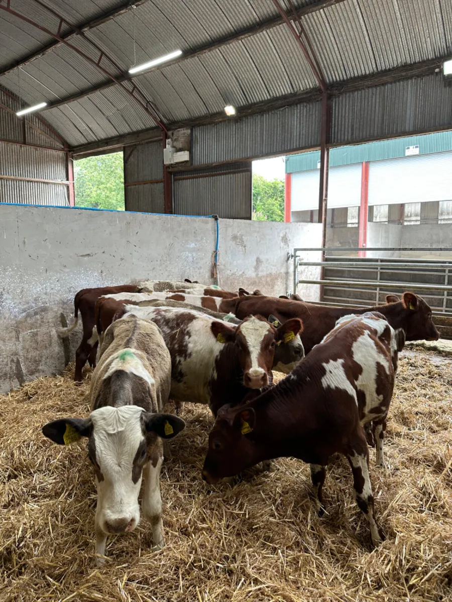 Bulls - Image 2