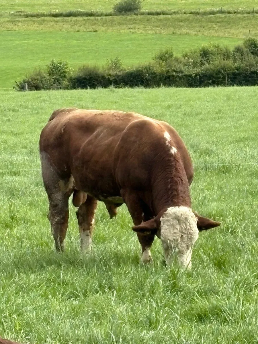 Pedigree Fleckveigh Bull - Image 1