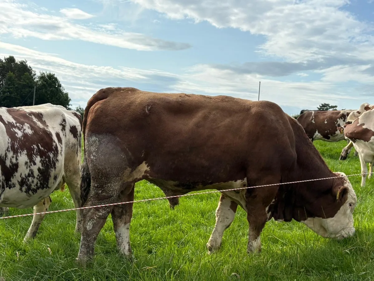 Pedigree Fleckveigh Bull - Image 2