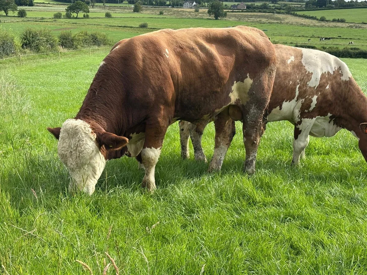 Pedigree Fleckveigh Bull - Image 3