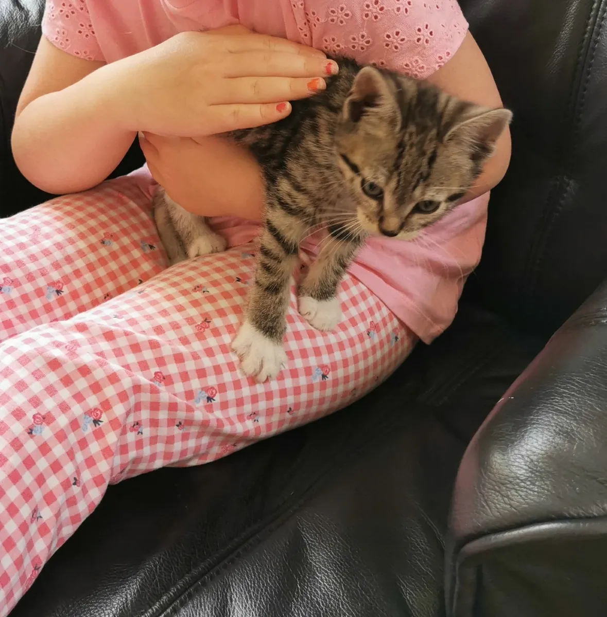 Male kitten for sale - Image 1