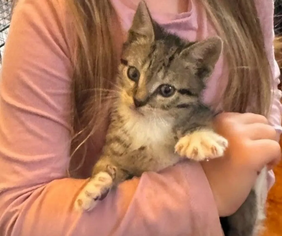 Male kitten for sale - Image 2