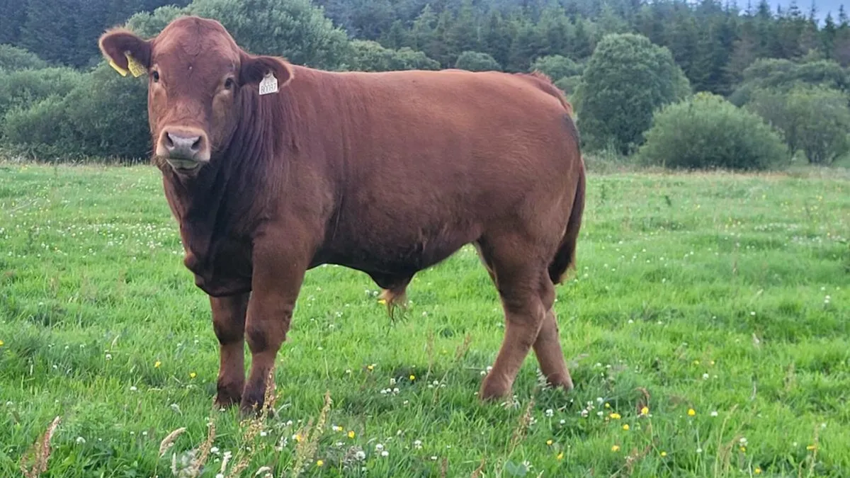 Weanlings Balla Mart July 5th - Image 3