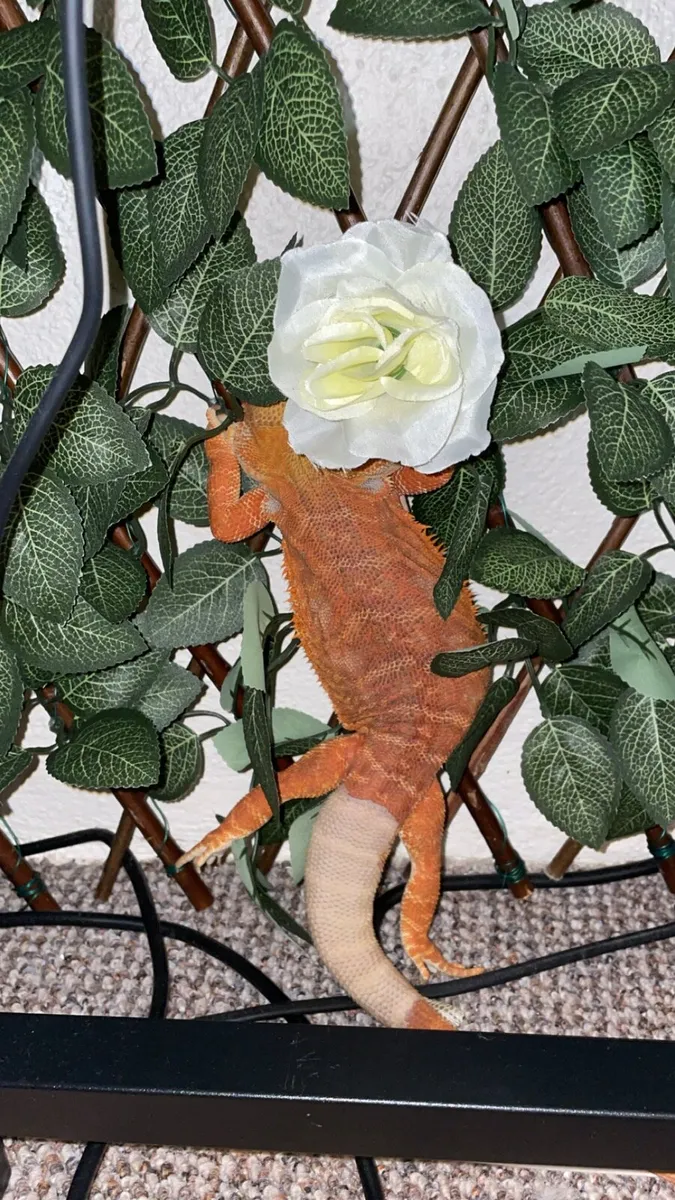 Bearded dragon w enclosure, food and accessories - Image 2