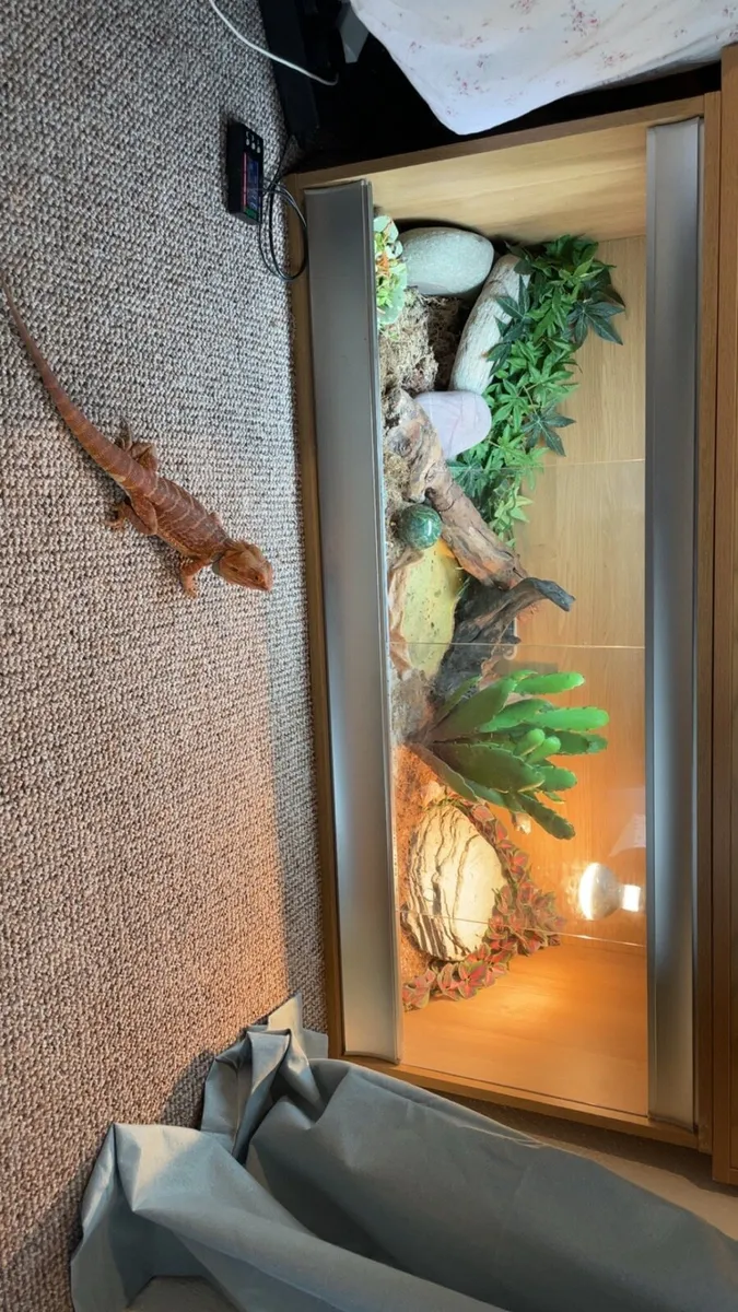 Bearded dragon w enclosure, food and accessories - Image 3