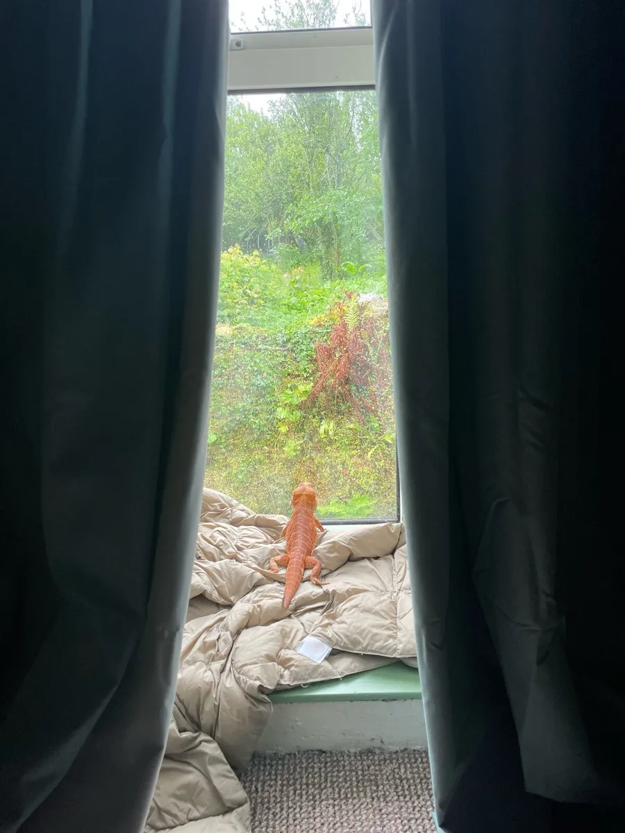 Bearded dragon w enclosure, food and accessories - Image 4
