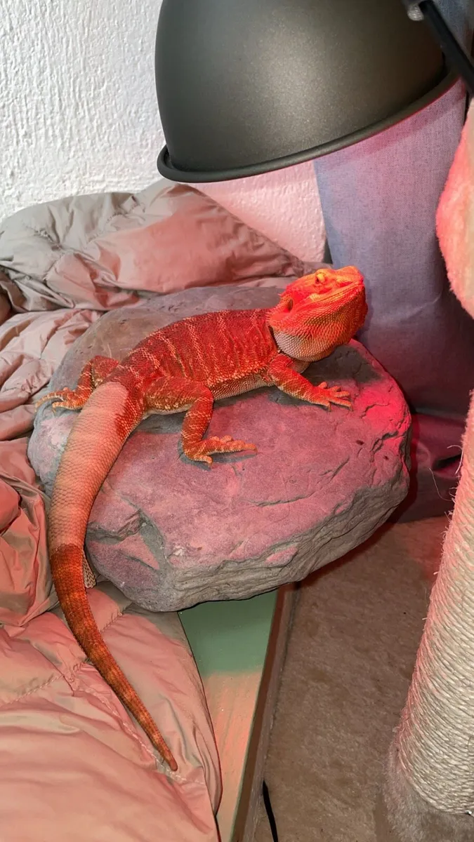 Bearded dragon w enclosure, food and accessories - Image 1